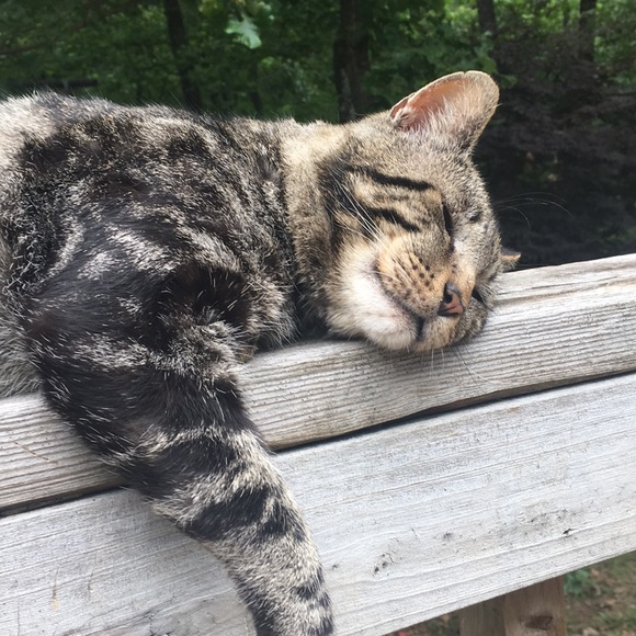 Meet your Posher, Anna - Picture 1 of 1